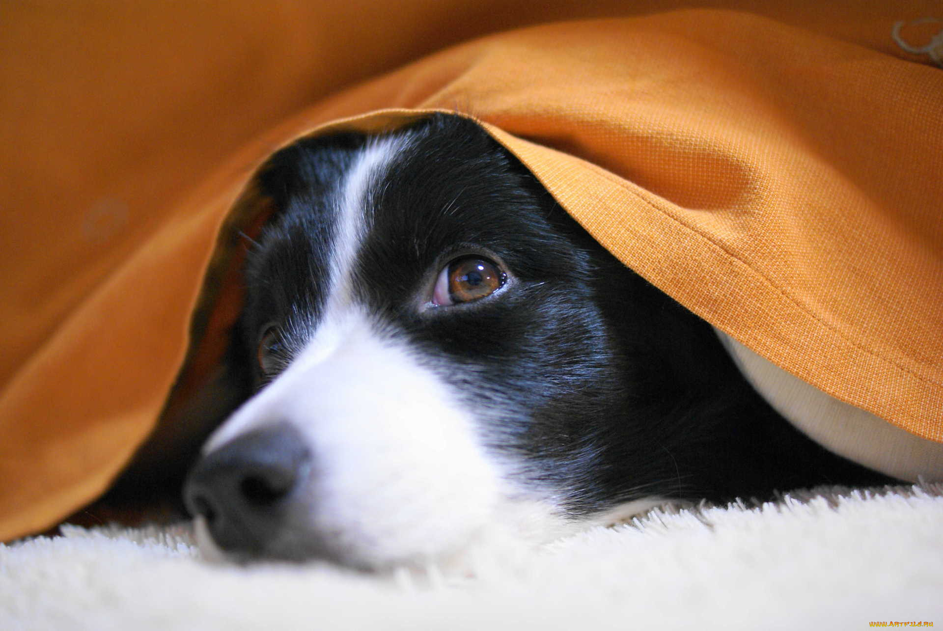 , , dog